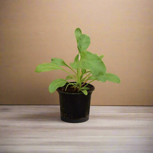Spinach | Palak 15 - 20 cm overall height - Greensouq - 