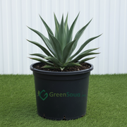 Spineless Century Plant - Agave Attenuata | UAE Top Plants! - Greensouq - 