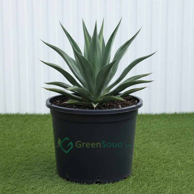 Spineless Century Plant - Agave Attenuata | UAE Top Plants! - Greensouq - 