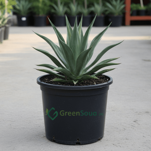 Spineless Century Plant - Agave Attenuata | UAE Top Plants! - Greensouq - 