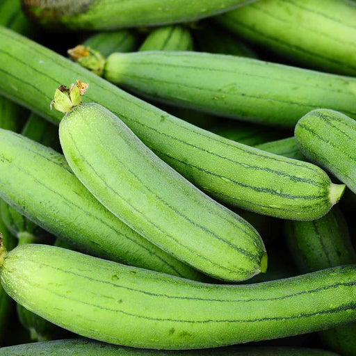 Sponge Gourd Vegetable Plant | 9cm Pot - Greensouq - 