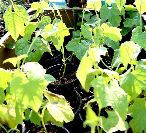 Sponge Gourd Vegetable Plant | 9cm Pot - Greensouq - 