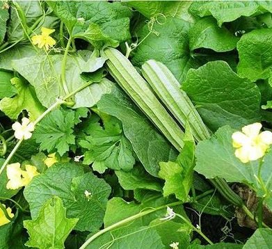 Sponge Gourd Vegetable Plant | 9cm Pot - Greensouq - 