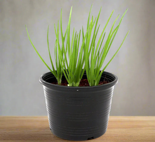 spring-onion-greensouq