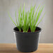 spring-onion-greensouq