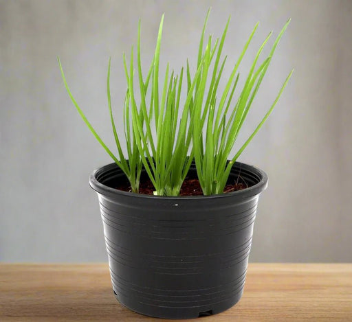 Spring Onion Plant | Scallions or Green Onions Vegetable Plant 13cm pot - Greensouq - 
