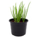 Spring Onion Plant | Scallions or Green Onions Vegetable Plant 13cm pot - Greensouq - 