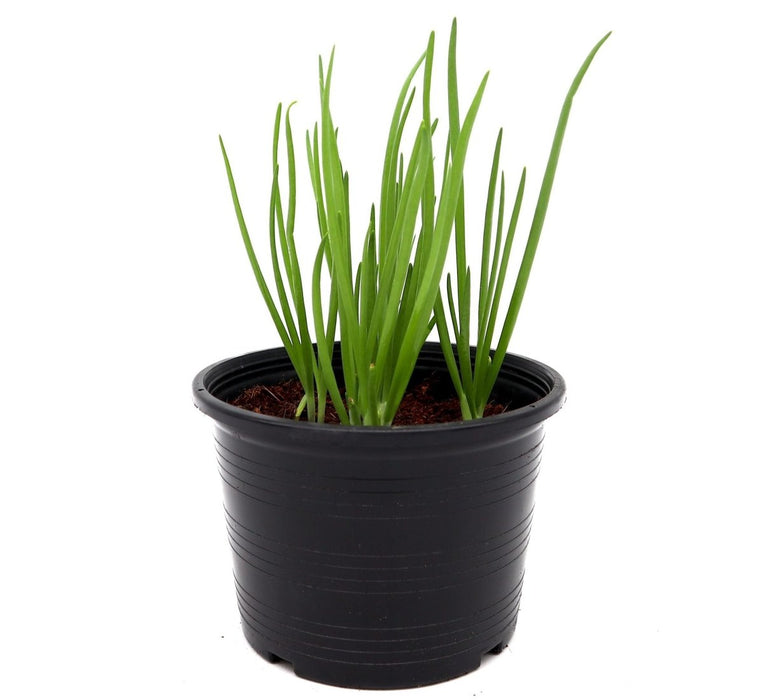Spring Onion Plant | Scallions or Green Onions Vegetable Plant 13cm pot - Greensouq - 