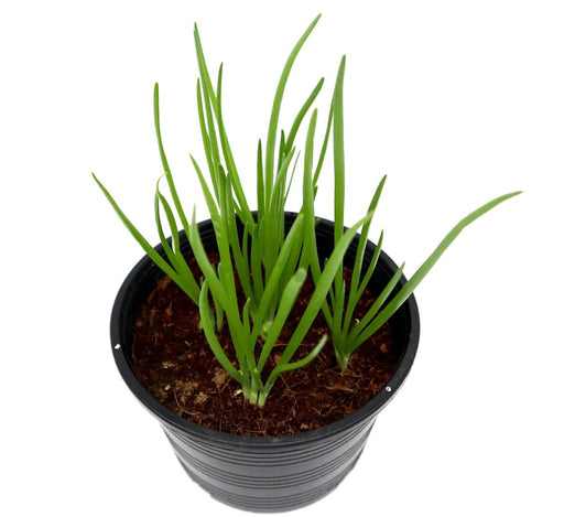 Spring Onion Plant | Scallions or Green Onions Vegetable Plant 13cm pot - Greensouq - 