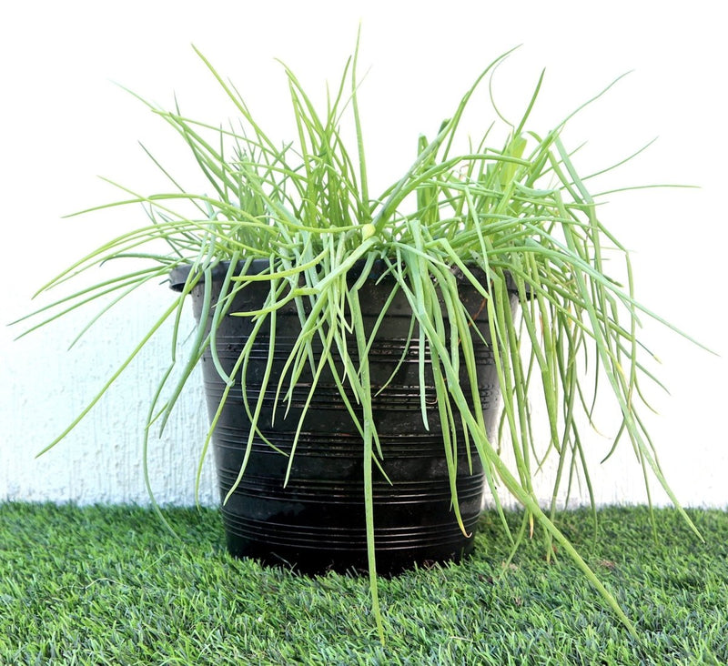 Spring onions | Scallions or green onions Vegetable Plant - Greensouq - 