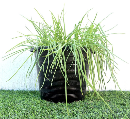 Spring onions | Scallions or green onions Vegetable Plant - Greensouq - 