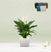 Square Orchid Pot "Small" - Greensouq - 