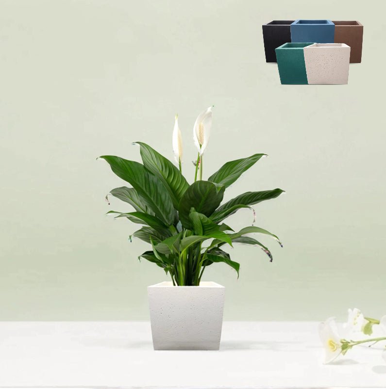 Square Orchid Pot "Small" - Greensouq - 