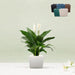 Square Orchid Pot "Small" - Greensouq - 