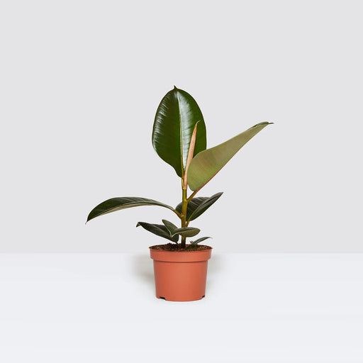 Ficus elastic Abidjan