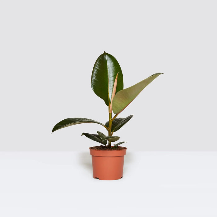 Ficus elastic Abidjan