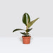 Ficus elastic Abidjan