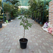 Star Fruit Plant 1.2 - 1.5m - Greensouq - 