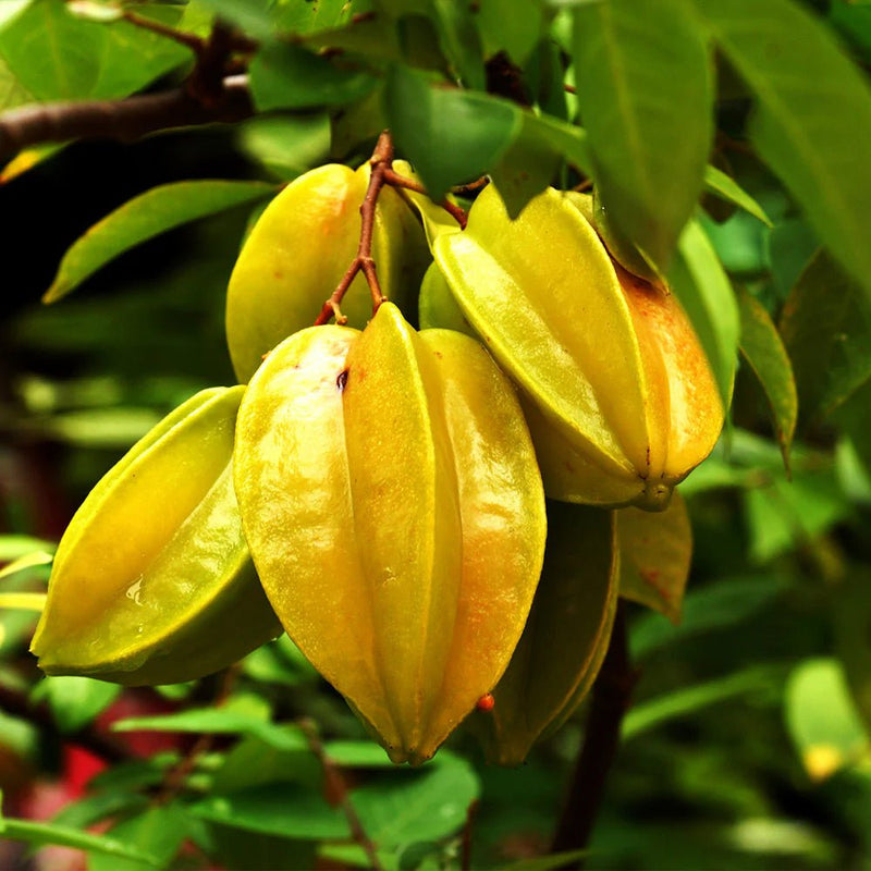 Star Fruit Plant 1.2 - 1.5m - Greensouq - 