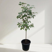 Star Fruit Plant 1.2 - 1.5m - Greensouq - 