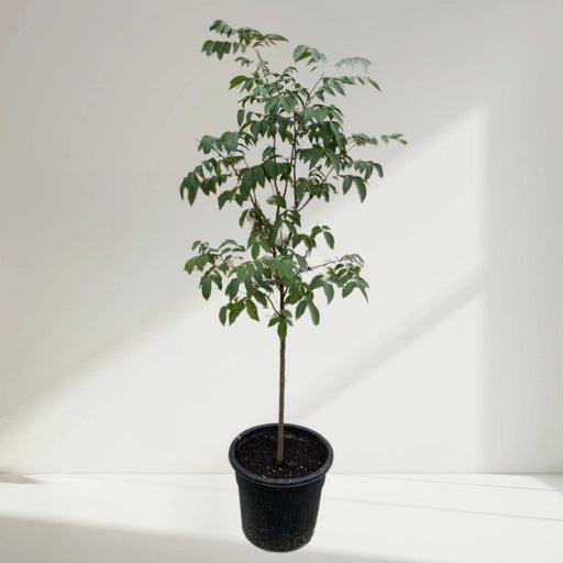 Star Fruit Plant 1.2 - 1.5m - Greensouq - 