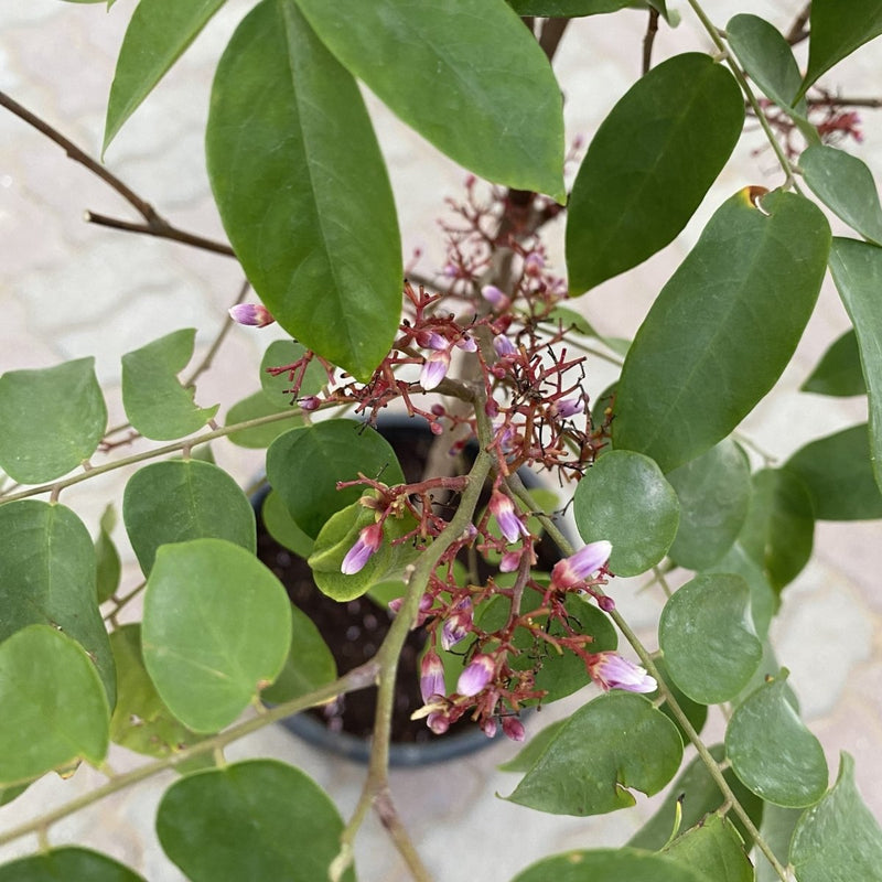 Star Fruit Plant 1.2 - 1.5m - Greensouq - 