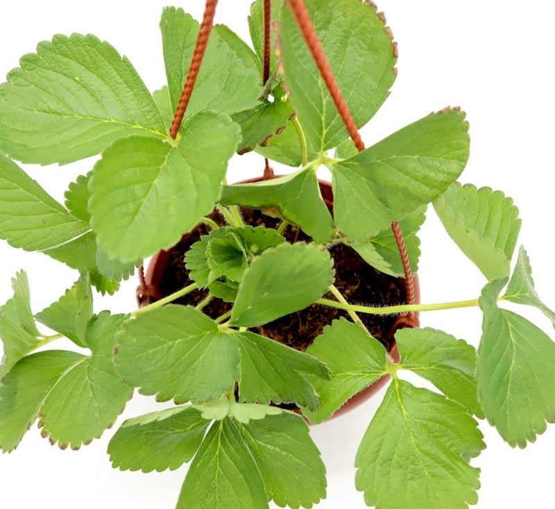 Strawberry Hanging Plant "Fragaria ananassa" Organic - Greensouq - 