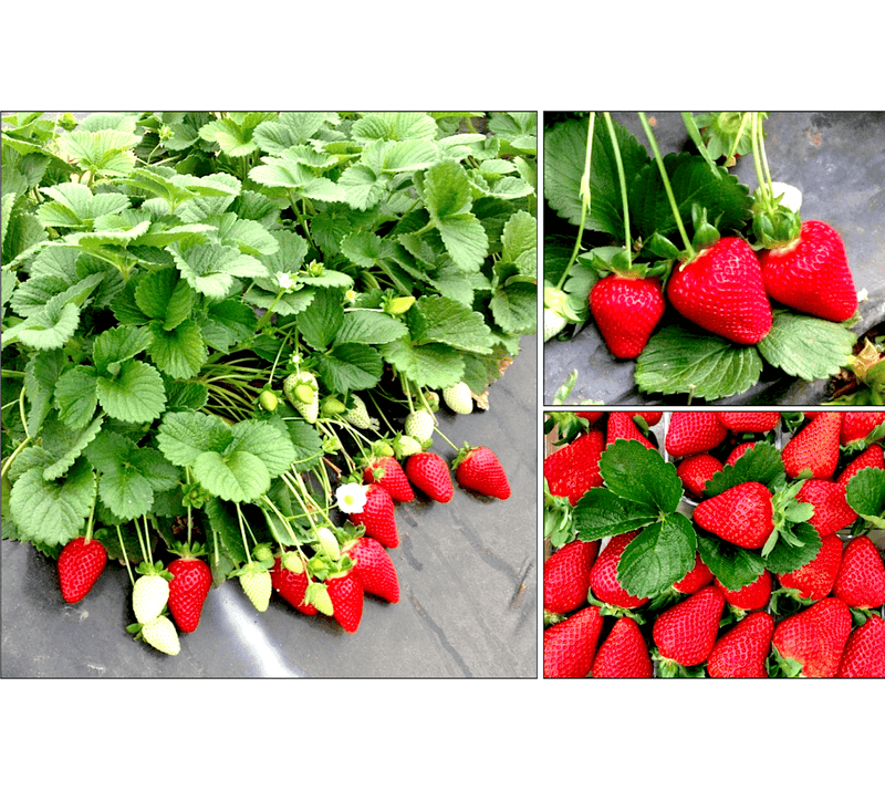 Strawberry Hanging Plant "Fragaria ananassa" Organic - Greensouq - 