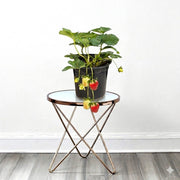 🍓 Strawberry Plant | Dubai's Best Sellers! - Greensouq - 