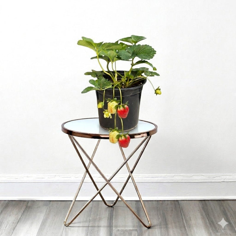 🍓 Strawberry Plant | Dubai's Best Sellers! - Greensouq - 