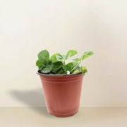 Strawberry Plant | Fragaria ananassa | Organic - Greensouq - 