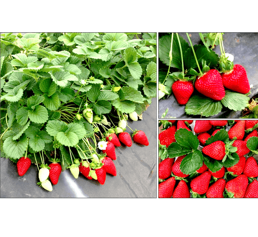 Strawberry Plant | Fragaria ananassa | Organic - Greensouq - 