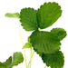 Strawberry Plant | Fragaria ananassa | Organic "9cm pot" - Greensouq - 