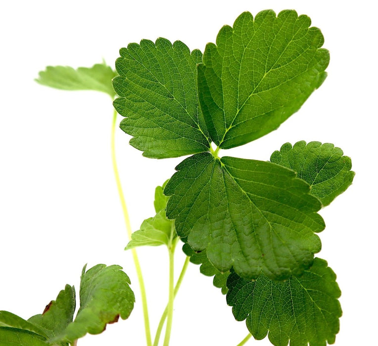 Strawberry Plant | Fragaria ananassa | Organic "9cm pot" - Greensouq - 