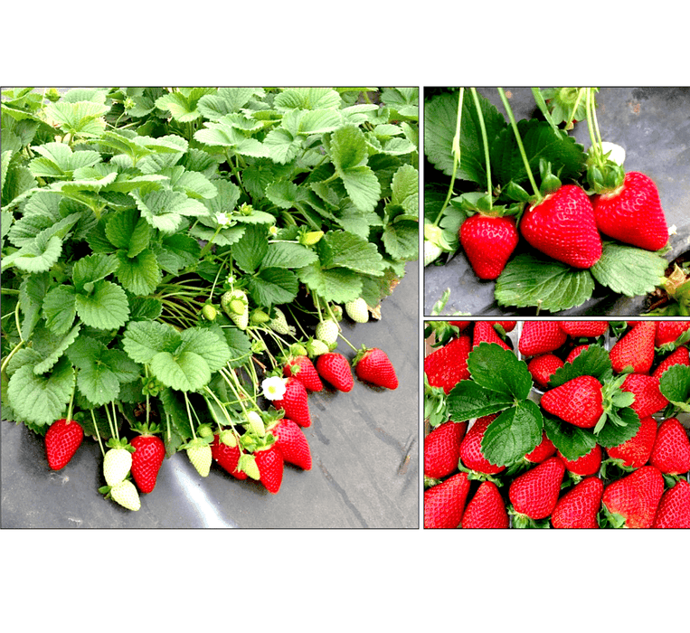 Strawberry Plant | Fragaria ananassa | Organic "9cm pot" - Greensouq - 