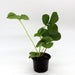 Strawberry Plant | Fragaria ananassa | Organic "9cm pot" - Greensouq - 