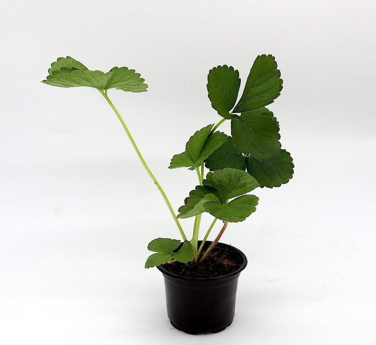 Strawberry Plant | Fragaria ananassa | Organic "9cm pot" - Greensouq - 
