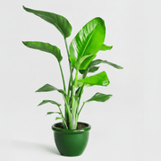 Strelitzia 🕊️ Bird of Paradise Plant | Dubai's Favorite Greens! - Greensouq - 