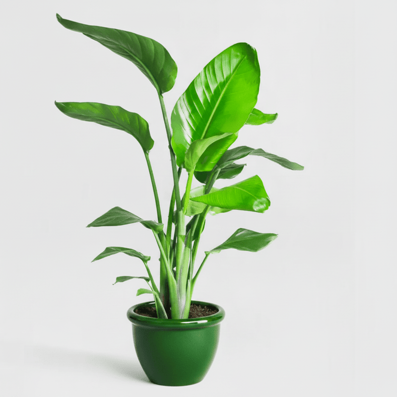 Strelitzia 🕊️ Bird of Paradise Plant | Dubai's Favorite Greens! - Greensouq - 