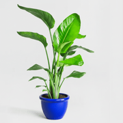 Strelitzia 🕊️ Bird of Paradise Plant | Dubai's Favorite Greens! - Greensouq - 