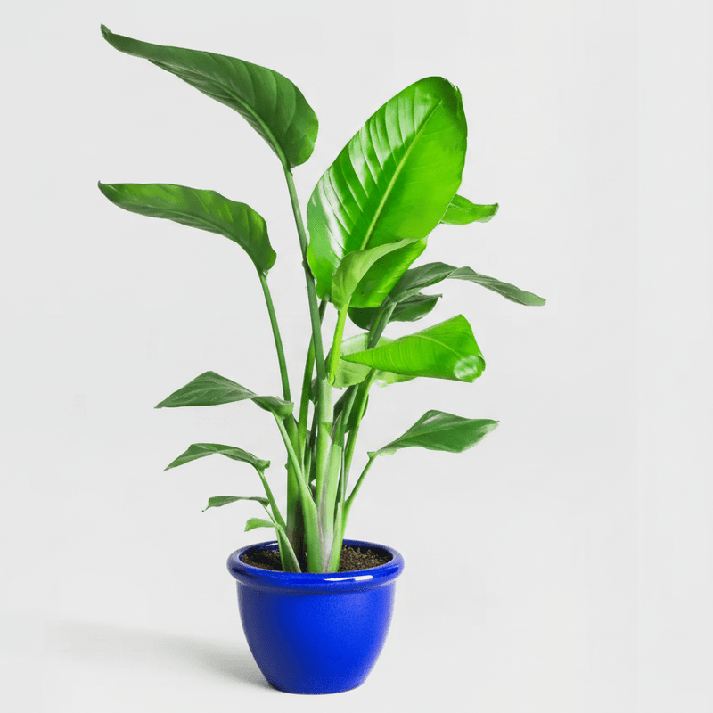 Strelitzia 🕊️ Bird of Paradise Plant | Dubai's Favorite Greens! - Greensouq - 