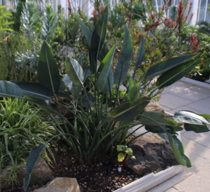 Strelitzia Reginae, Bird of Paradise 0.6-0.8m طائر الجنة