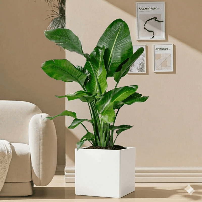 Strelitzia Nicolai - Bird of Paradise Plant 1.5 - 1.8mطائر الجنة in Grp Square Pot 40x40 | UAE's Lush Greens! - Greensouq - 