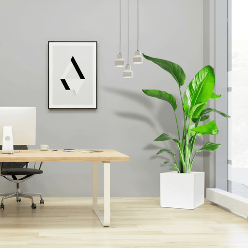 Strelitzia Nicolai - Bird of Paradise Plant 1.5 - 1.8mطائر الجنة in Grp Square Pot 40x40 | UAE's Lush Greens! - Greensouq - 