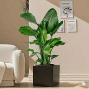 Strelitzia Nicolai - Bird of Paradise Plant 1.5 - 1.8mطائر الجنة in Grp Square Pot 40x40 | UAE's Lush Greens! - Greensouq - 