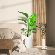 Strelitzia Nicolai / Bird of Paradise Plant طائر الجنة - Greensouq - 