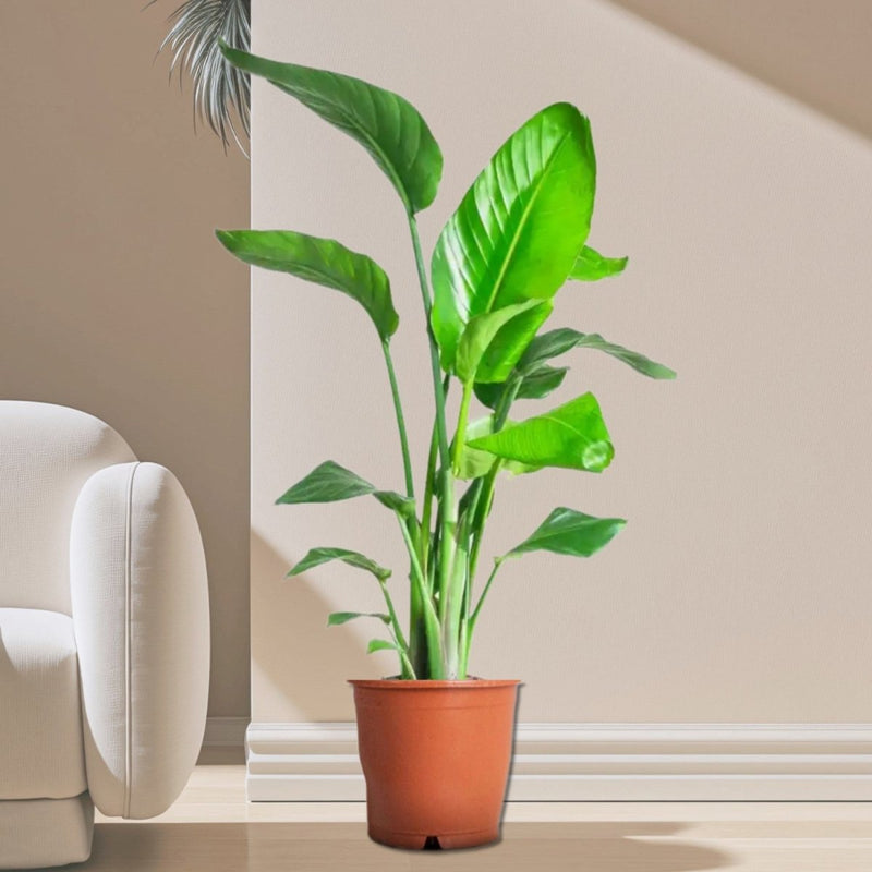 Strelitzia Nicolai / Bird of Paradise Plant طائر الجنة - Greensouq - 