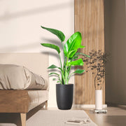 Strelitzia Nicolai / Bird of Paradise Plant طائر الجنة - Greensouq - 