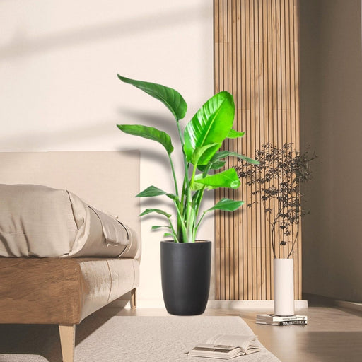 Strelitzia Nicolai / Bird of Paradise Plant طائر الجنة - Greensouq - 