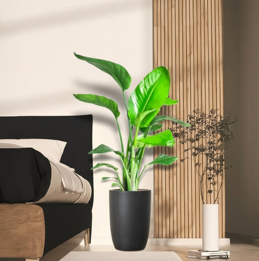 Strelitzia Nicolai / Bird of Paradise Plant طائر الجنة - Greensouq - 